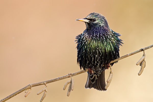 Star, Sturnus vulgaris, Sperlingsvögel, Singvögel