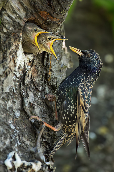 Star, Sturnus vulgaris, Sperlingsvögel, Singvögel