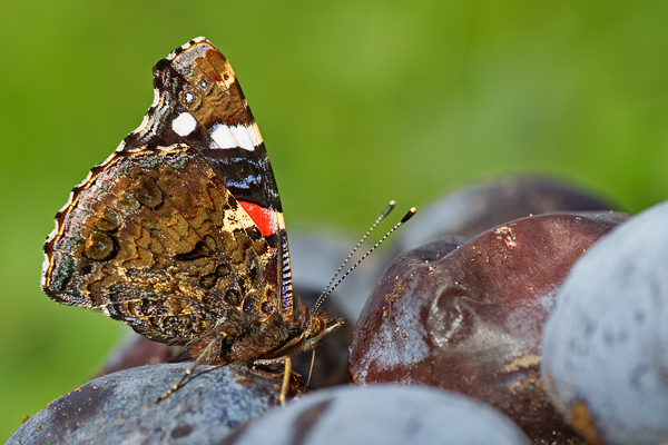 Admiral, Vanessa atalanta