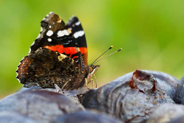 Admiral, Vanessa atalanta