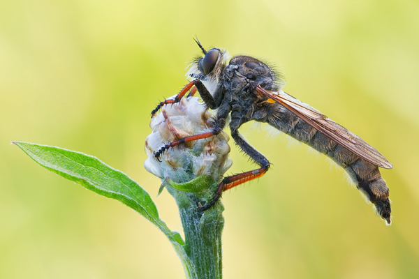 Alabasterfliege,  Pamponerus germanicus
