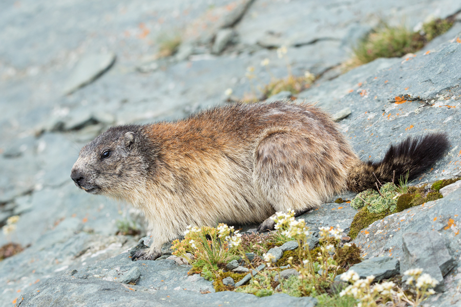 Alpenmurmeltier, Marmota marmota