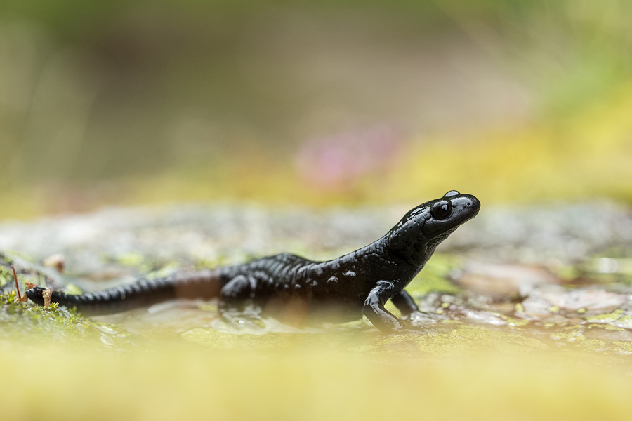 Alpensalamander , Salamandra atra