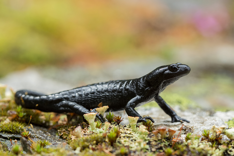 Alpensalamander , Salamandra atra