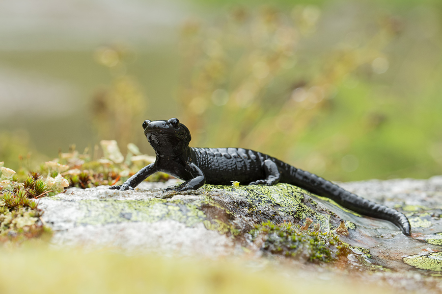 Alpensalamander , Salamandra atra