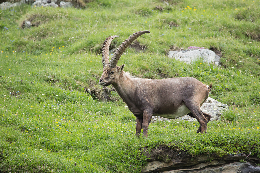 Alpensteinbock, Capra ibex