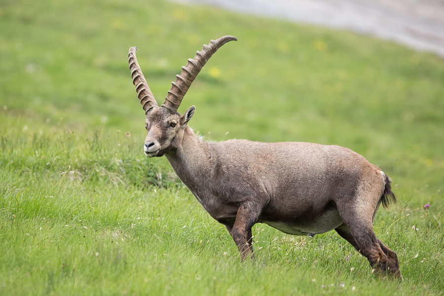 Alpensteinbock, Capra ibex