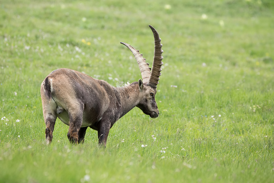 Alpensteinbock, Capra ibex