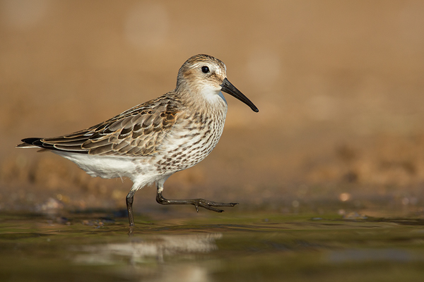 Alpenstrandläufer , Calidris alpina