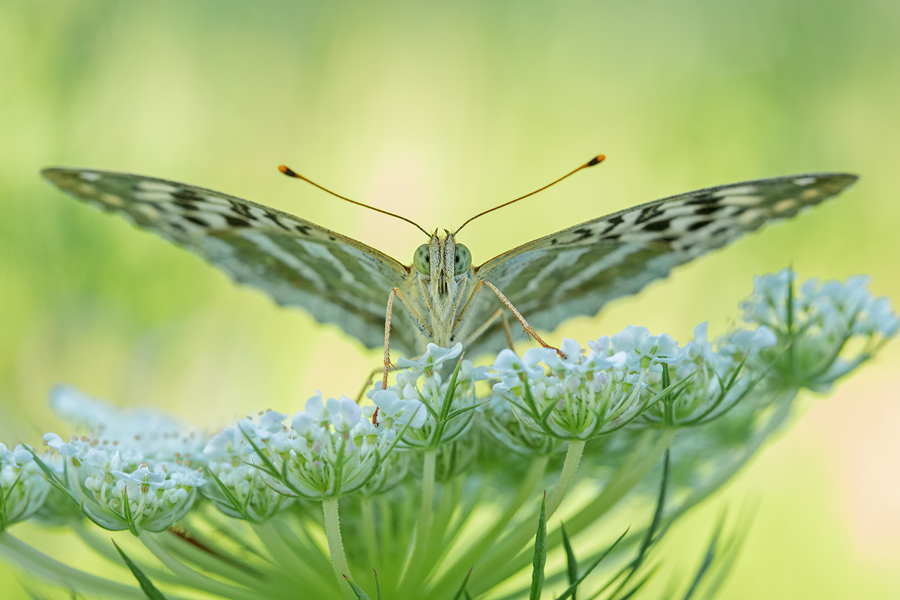 Kaisermantel, Argynnis paphia f. valesina