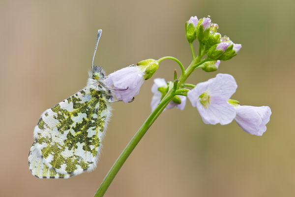 Aurorafalter, Anthocharis cardamines