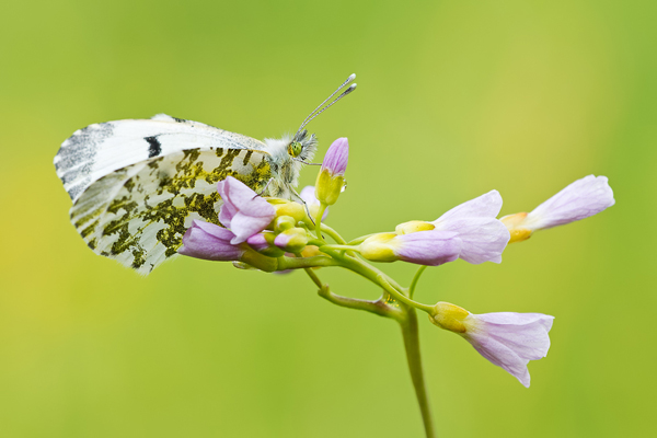 Aurorafalter, Anthocharis cardamines