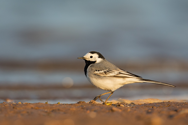 Bachstelze, Motacilla alba