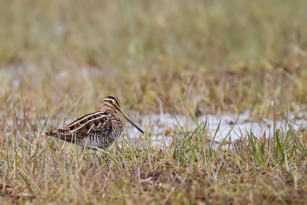 Bekassine , Gallinago gallinago