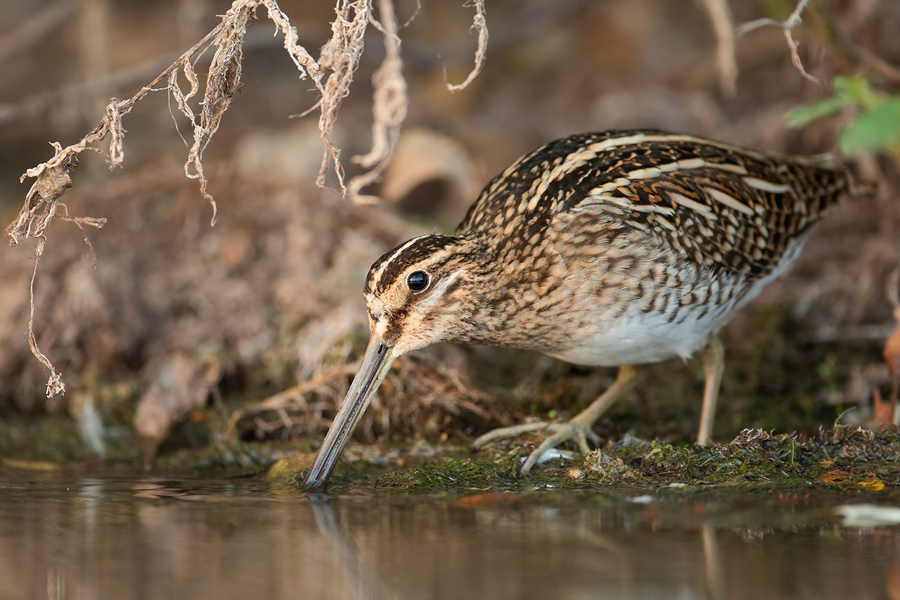 Bekassine, Gallinago gallinago