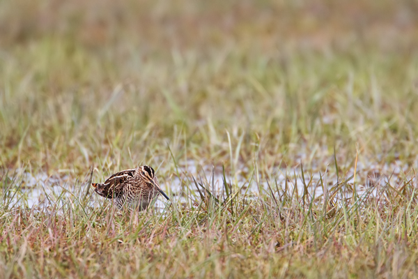 Bekassine , Gallinago gallinago