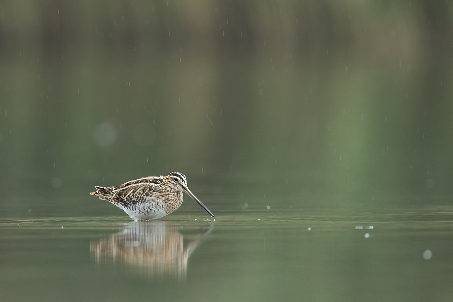 Bekassine, Gallinago gallinago