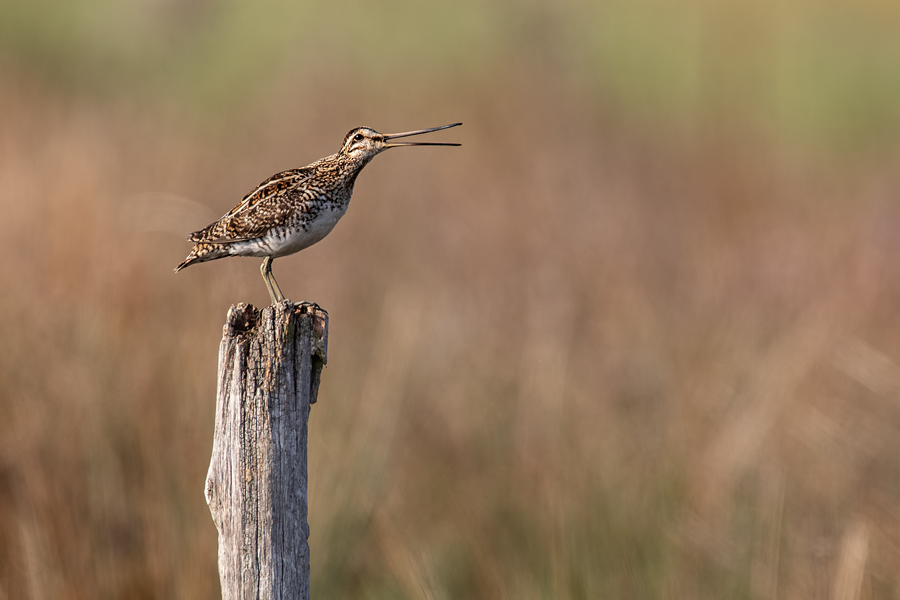 Bekassine, Gallinago gallinago