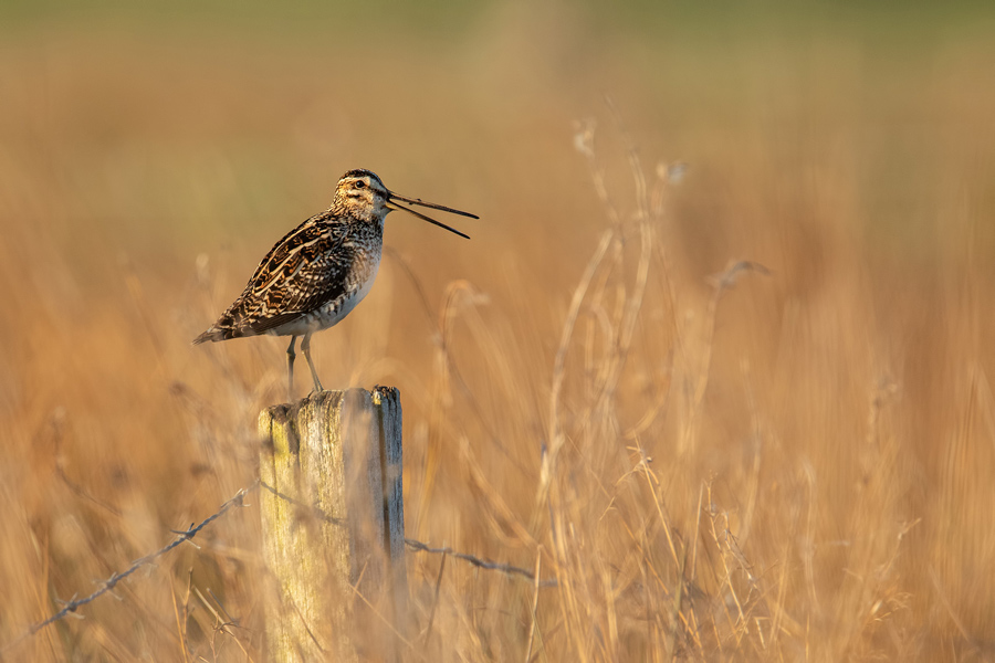 Bekassine, Gallinago gallinago