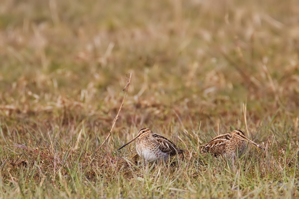 Bekassine , Gallinago gallinago