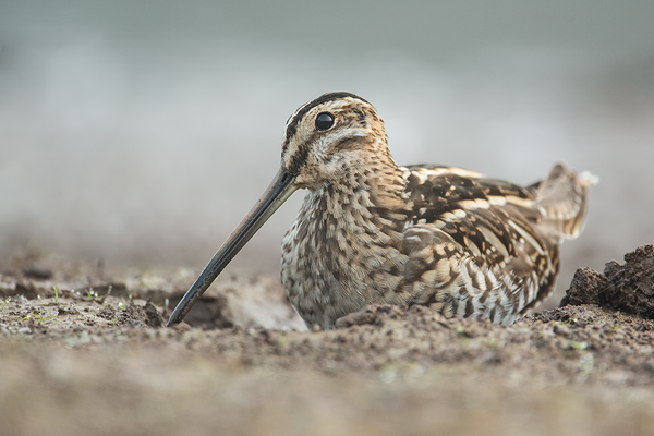 Bekassine, Gallinago gallinago