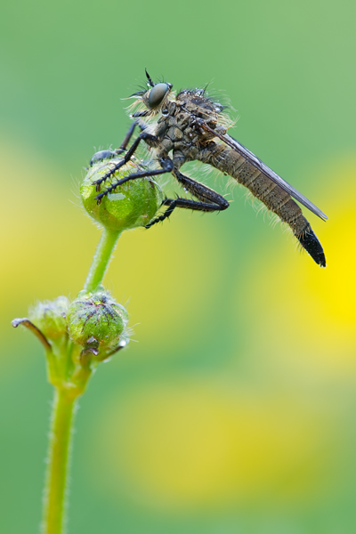 Berg-Raubfliege, Didysmachus picipes