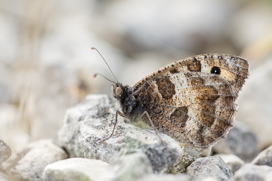 Berghexe, Chazara briseis