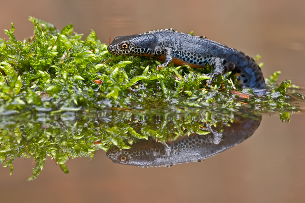 Bergmolch, Triturus alpestris