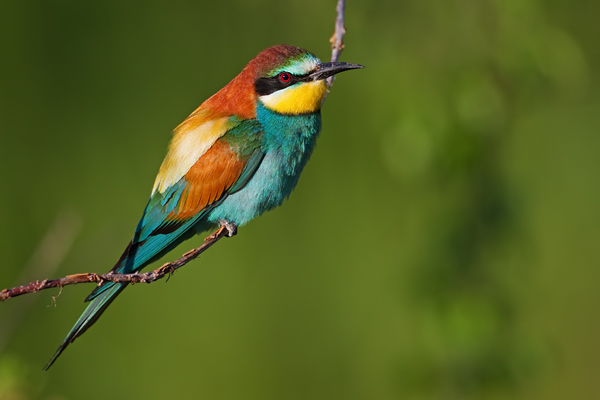 Bienenfresser , Merops apiaster