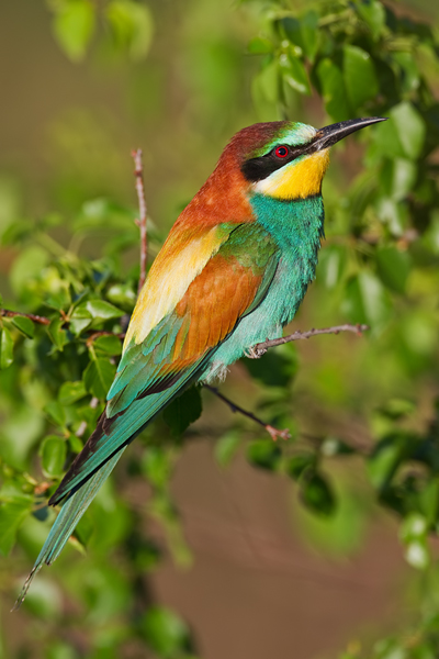Bienenfresser , Merops apiaster