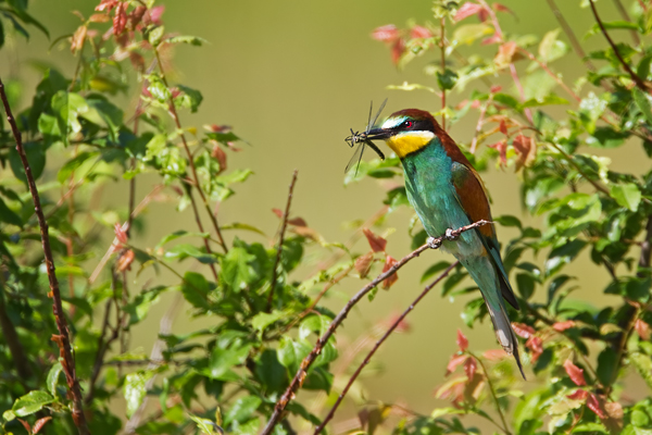 Bienenfresser , Merops apiaster