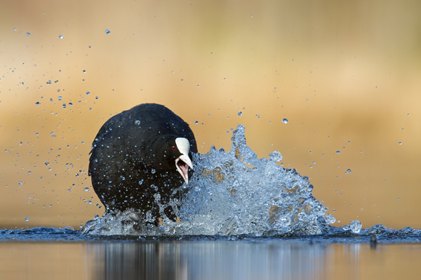 Blässhuhn, Fulica atra