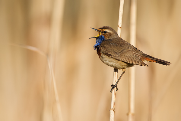 Blaukehlchen, Luscinia svecica cyanecula
