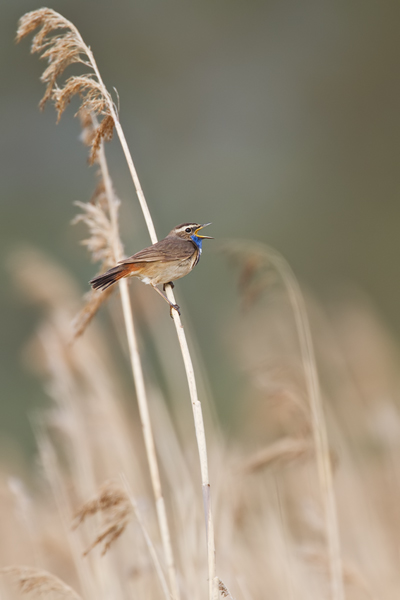 Blaukehlchen, Luscinia svecica cyanecula