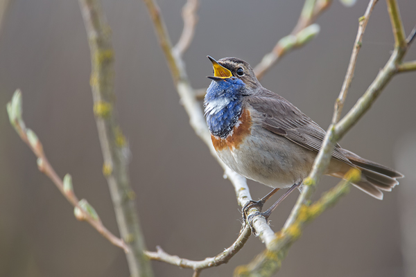 Blaukehlchen, Luscinia svecica cyanecula