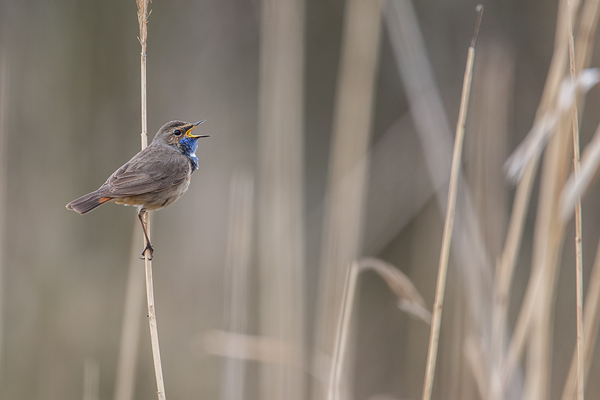 Blaukehlchen, Luscinia svecica cyanecula
