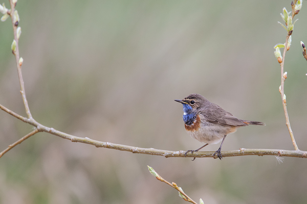 Blaukehlchen, Luscinia svecica cyanecula