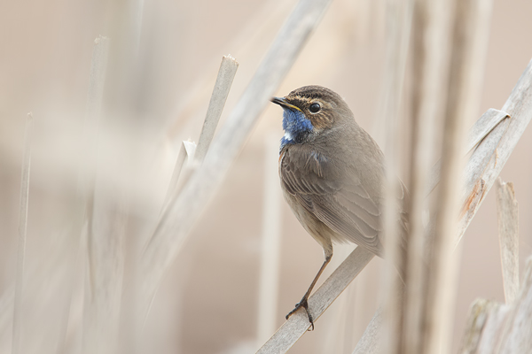 Blaukehlchen, Luscinia svecica cyanecula