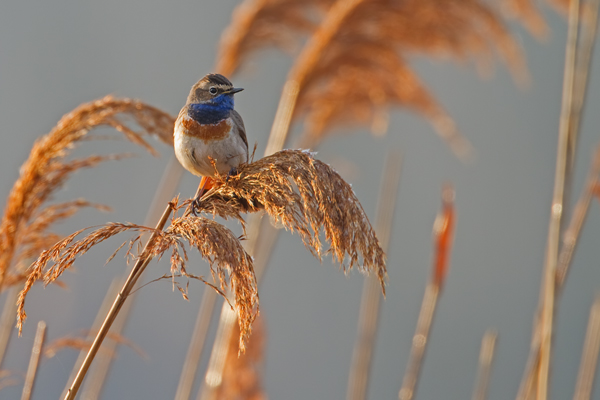 Blaukehlchen,  Luscinia svecica
