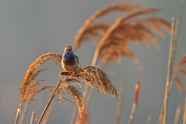 Blaukehlchen,  Luscinia svecica