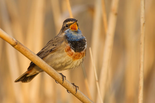 Blaukehlchen,  Luscinia svecica cyanecula