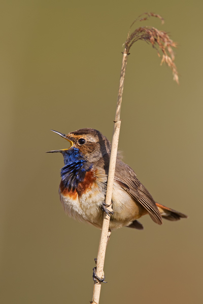 Blaukehlchen,  Luscinia svecica