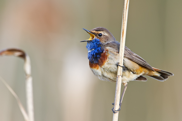 Blaukehlchen,  Luscinia svecica