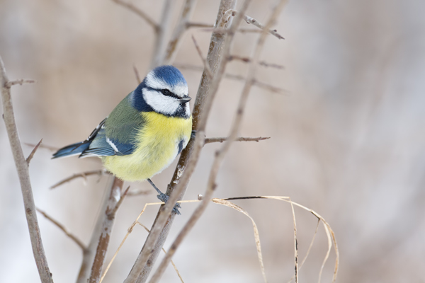 Blaumeise, Cyanistes caeruleus