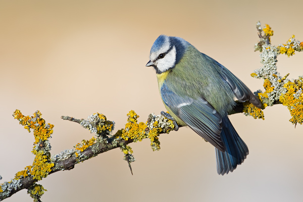 Blaumeise, Cyanistes caeruleus