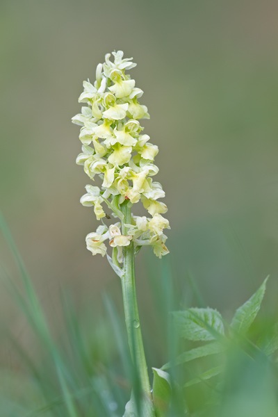 Bleiches Knabenkraut, Orchis pallens