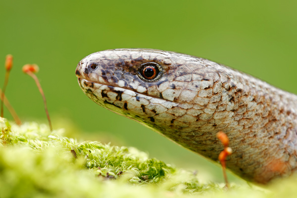 Blindschleiche , Anguis fragilis