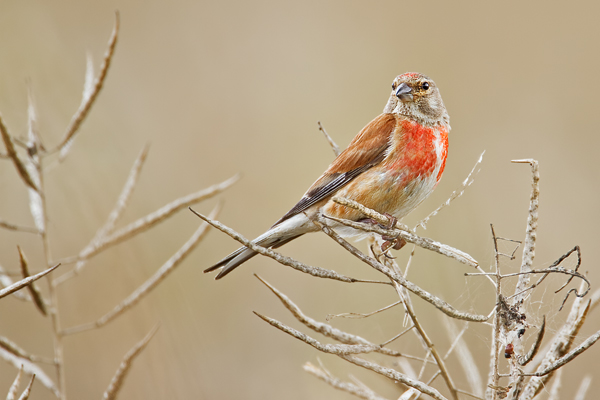 Bluthänfling, Carduelis cannabina