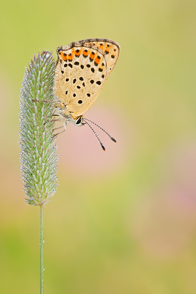 Brauner Feuerfalter, Lycaena tityrus