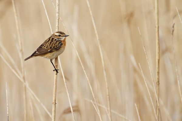 Braunkehlchen, Saxicola rubetra